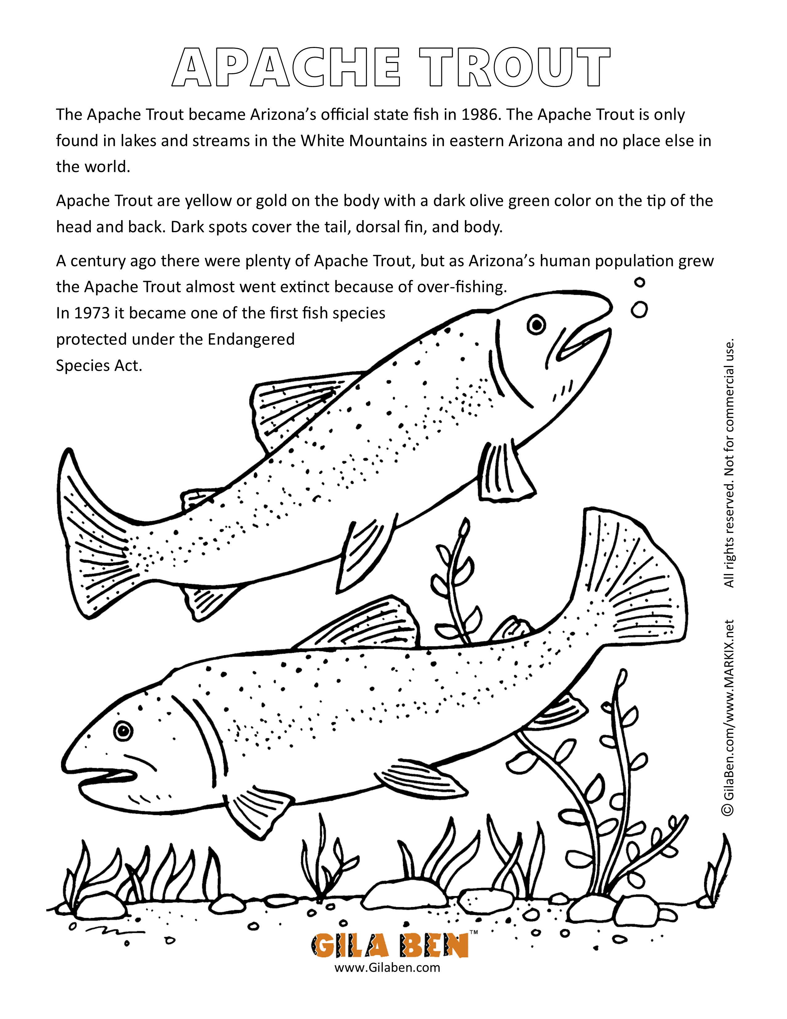 Apache Trout Coloring Page